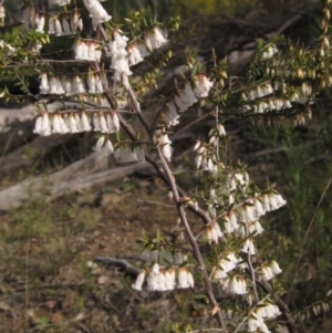 Styphelia fletcheri subsp. brevisepala at Bruce, ACT - 21 Aug 2021