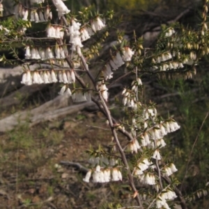 Leucopogon fletcheri subsp. brevisepalus at Bruce, ACT - 21 Aug 2021