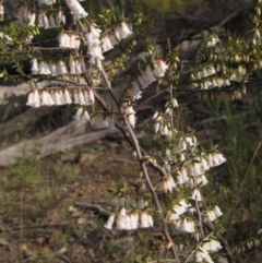 Leucopogon fletcheri subsp. brevisepalus (Twin Flower Beard-Heath) at Gossan Hill - 21 Aug 2021 by pinnaCLE