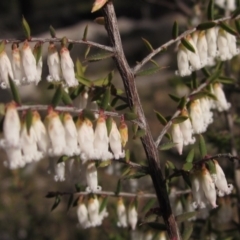 Styphelia fletcheri subsp. brevisepala at Bruce, ACT - 21 Aug 2021