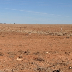 Ardeotis australis at Milparinka, NSW - 22 Jun 2018