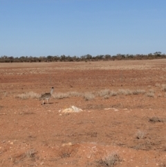 Ardeotis australis at Milparinka, NSW - 22 Jun 2018 09:48 AM