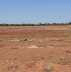 Ardeotis australis at Milparinka, NSW - 22 Jun 2018 09:48 AM