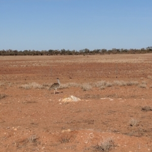 Ardeotis australis at Milparinka, NSW - 22 Jun 2018