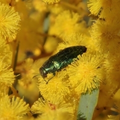 Melobasis obscurella (Obscurella jewel beetle) at Black Mountain - 22 Aug 2021 by CathB