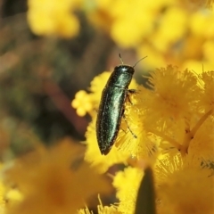 Melobasis obscurella at Downer, ACT - 22 Aug 2021 03:12 PM