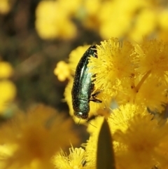 Melobasis obscurella at Downer, ACT - 22 Aug 2021 03:12 PM