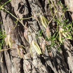 Clematis leptophylla (Small-leaf Clematis, Old Man's Beard) at Mount Majura - 22 Aug 2021 by abread111