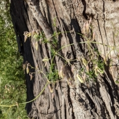 Clematis leptophylla at Watson, ACT - 22 Aug 2021