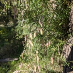 Clematis leptophylla at Watson, ACT - 22 Aug 2021