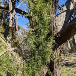 Clematis leptophylla at Watson, ACT - 22 Aug 2021