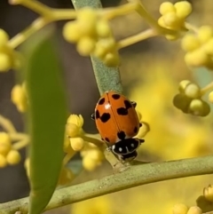 Hippodamia variegata (Spotted Amber Ladybird) at Murrumbateman, NSW - 22 Aug 2021 by SimoneC