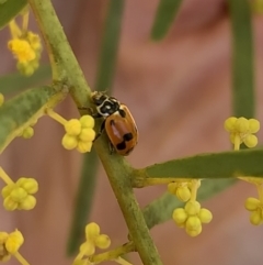 Hippodamia variegata at Murrumbateman, NSW - 22 Aug 2021 01:30 PM