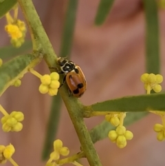 Hippodamia variegata at Murrumbateman, NSW - 22 Aug 2021