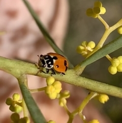 Hippodamia variegata at Murrumbateman, NSW - 22 Aug 2021 01:30 PM