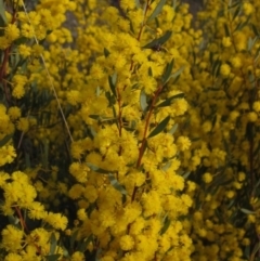 Acacia buxifolia subsp. buxifolia (Box-leaf Wattle) at Bruce Ridge to Gossan Hill - 21 Aug 2021 by pinnaCLE