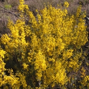 Acacia buxifolia subsp. buxifolia at Bruce, ACT - 21 Aug 2021 02:35 PM