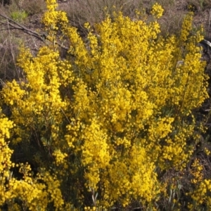 Acacia buxifolia subsp. buxifolia at Bruce, ACT - 21 Aug 2021