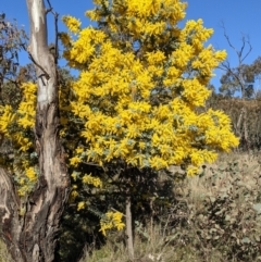 Acacia baileyana (Cootamundra Wattle, Golden Mimosa) at Majura, ACT - 22 Aug 2021 by abread111