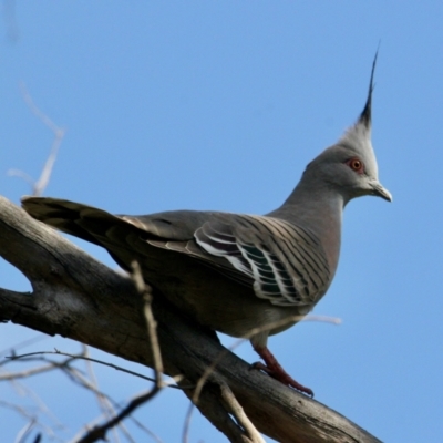 Ocyphaps lophotes (Crested Pigeon) at Albury - 22 Aug 2021 by PaulF