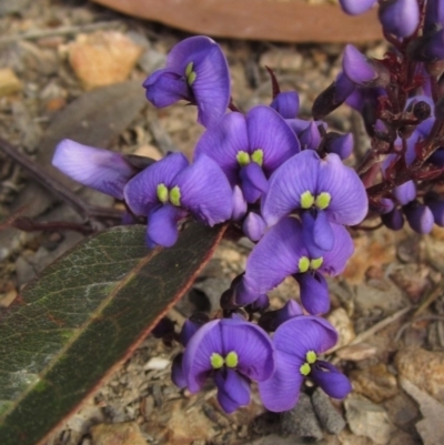 Hardenbergia violacea (False Sarsaparilla) at Bruce, ACT - 21 Aug 2021 by pinnaCLE