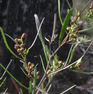 Dodonaea viscosa subsp. angustissima at Bruce, ACT - 21 Aug 2021
