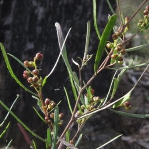 Dodonaea viscosa subsp. angustissima at Bruce, ACT - 21 Aug 2021 03:02 PM