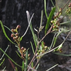 Dodonaea viscosa subsp. angustissima (Hop Bush) at Gossan Hill - 21 Aug 2021 by pinnaCLE