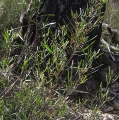 Dodonaea viscosa subsp. angustissima at Bruce, ACT - 21 Aug 2021