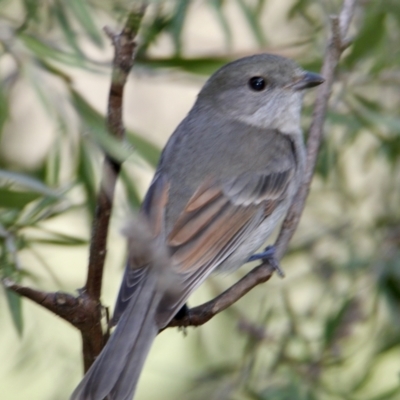 Pachycephala pectoralis (Golden Whistler) at Albury - 22 Aug 2021 by PaulF