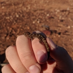 Heteronotia binoei (Bynoe's Gecko) at Tibooburra, NSW - 23 Jun 2018 by Darcy
