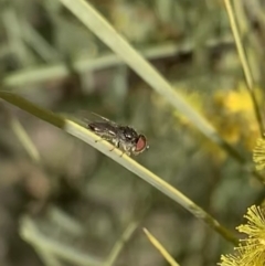 Unidentified Hover fly (Syrphidae) at Murrumbateman, NSW - 22 Aug 2021 by SimoneC