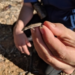 Cryptoblepharus sp. (genus) (Fence, snake-eyed or shining skinks) at Sturt National Park - 24 Jun 2018 by Darcy