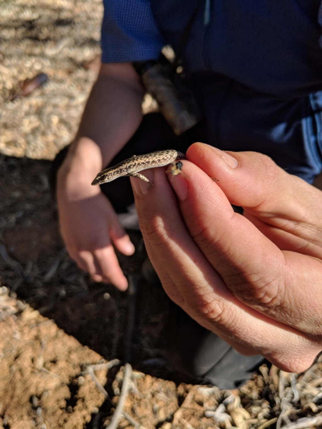 Cryptoblepharus sp. (genus) at Tibooburra, NSW - 24 Jun 2018