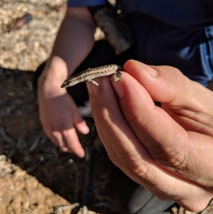 Cryptoblepharus sp. (genus) at Tibooburra, NSW - 24 Jun 2018