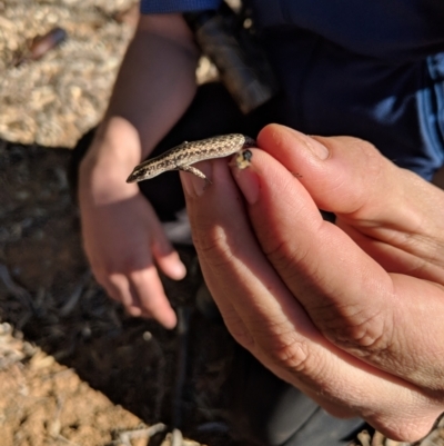 Cryptoblepharus sp. (genus) (Fence, snake-eyed or shining skinks) at Tibooburra, NSW - 24 Jun 2018 by Darcy