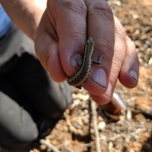 Cryptoblepharus sp. (genus) at Tibooburra, NSW - 24 Jun 2018