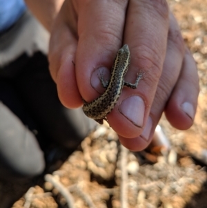 Cryptoblepharus sp. (genus) at Tibooburra, NSW - 24 Jun 2018