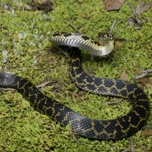Hoplocephalus bungaroides at Twelve Mile Peg, NSW - suppressed