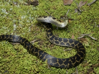 Hoplocephalus bungaroides (Broad-headed Snake) at Twelve Mile Peg, NSW - 13 Jul 2021 by BrianLR