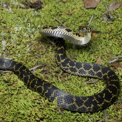 Hoplocephalus bungaroides (Broad-headed Snake) at Yerriyong State Forest - 13 Jul 2021 by BrianHerps