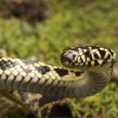 Hoplocephalus bungaroides at Twelve Mile Peg, NSW - 13 Jul 2021