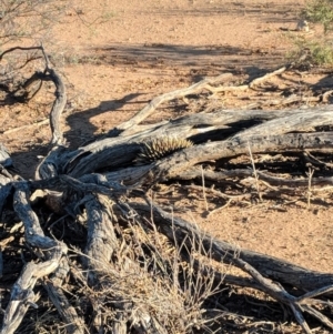 Tachyglossus aculeatus at Tibooburra, NSW - 24 Jun 2018 04:21 PM