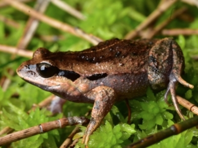 Paracrinia haswelli (Haswell's Frog) at Jervis Bay, JBT - 22 Aug 2021 by BrianLR