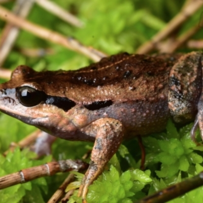 Paracrinia haswelli (Haswell's Frog) at Booderee National Park - 22 Aug 2021 by BrianLR