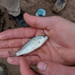 Unidentified Temperate Perch including Cods and Blackfish at Tibooburra, NSW - 26 Jun 2018 by Darcy