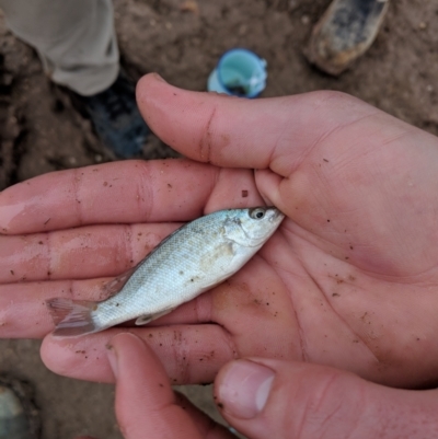 Unidentified Temperate Perch including Cods and Blackfish at Tibooburra, NSW - 26 Jun 2018 by Darcy