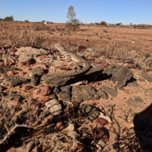 Pogona vitticeps at Tibooburra, NSW - 23 Jun 2018