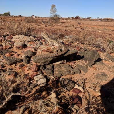 Unidentified Dragon at Tibooburra, NSW - 23 Jun 2018 by Darcy