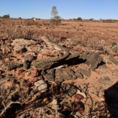 Pogona vitticeps at Tibooburra, NSW - 23 Jun 2018